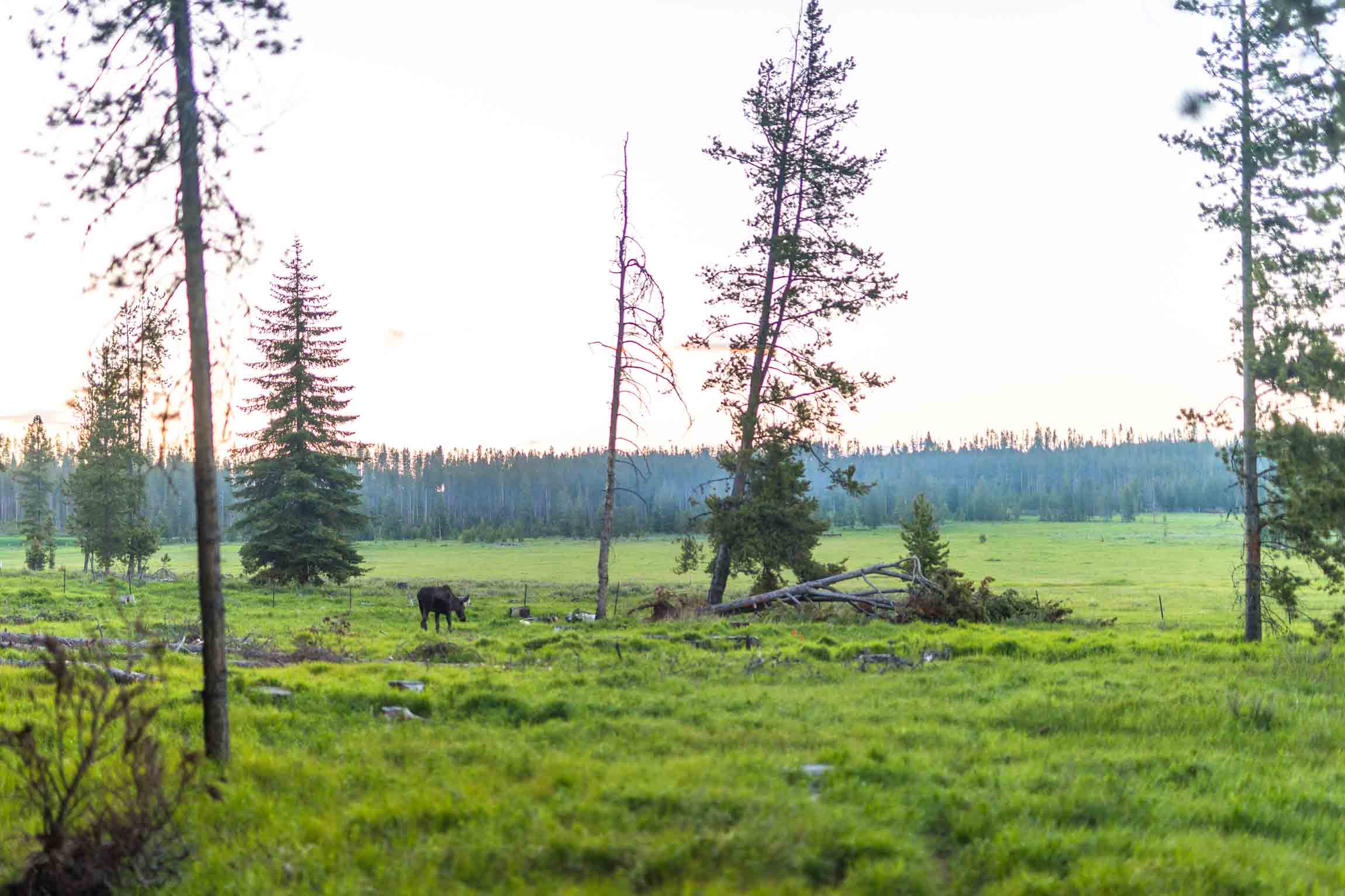 A moose in a meadow near Philipsburg, Montana.